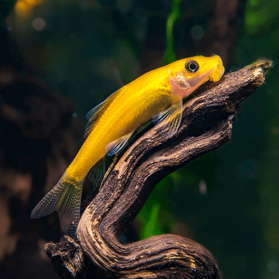 Golden Algae Eater 5cm