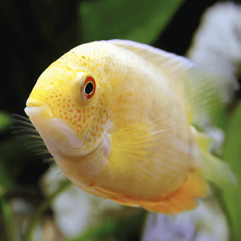 Gold Severum 7.5cm