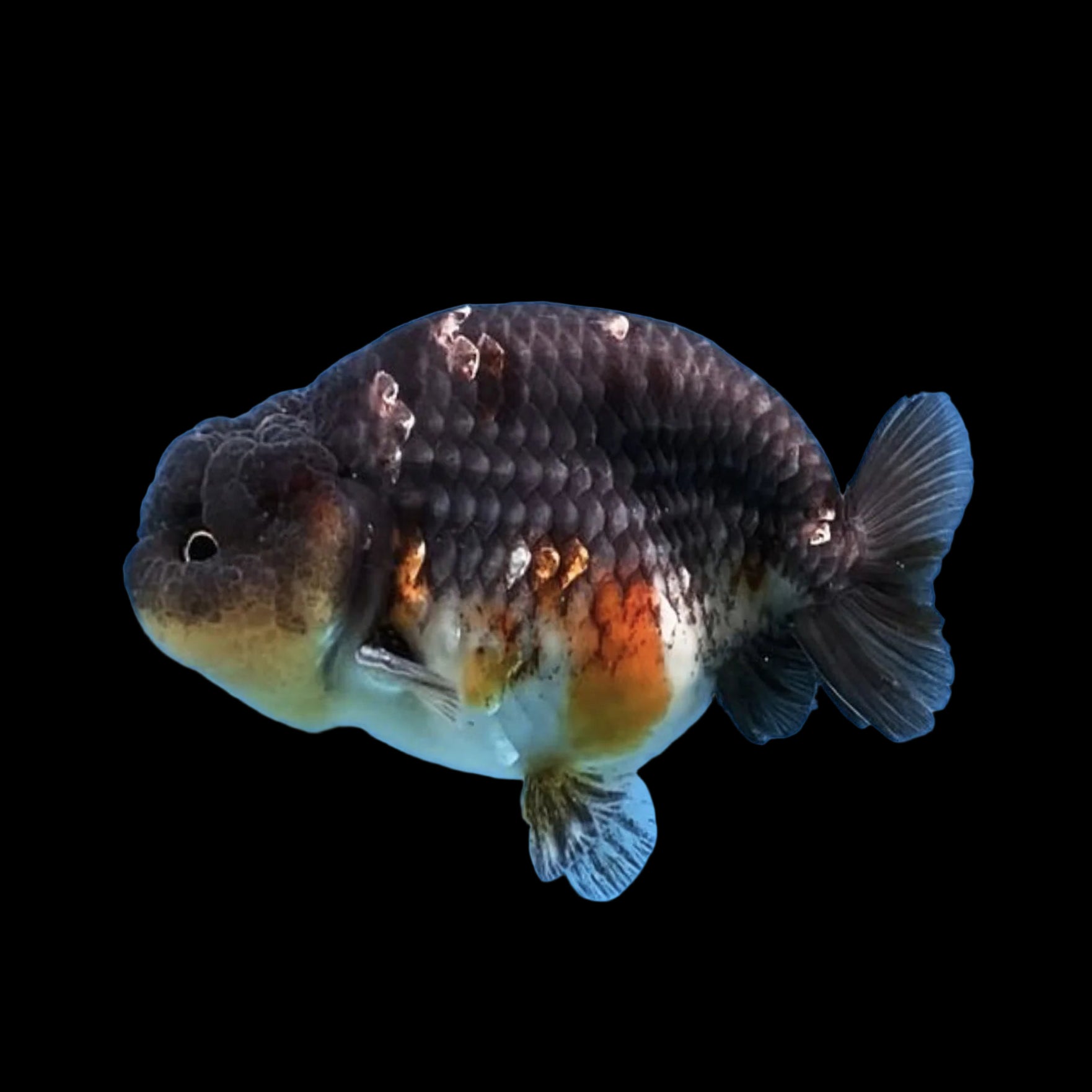 Kirin Ranchu 9cm GRADE A