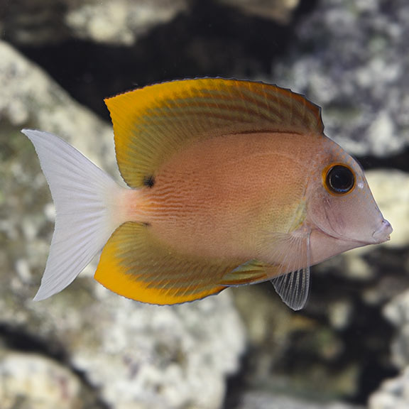 Gold Rush Tang MED
