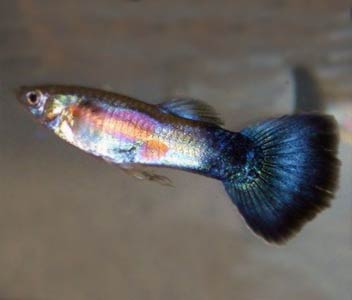 Purple Queen Male Guppy 3.5cm