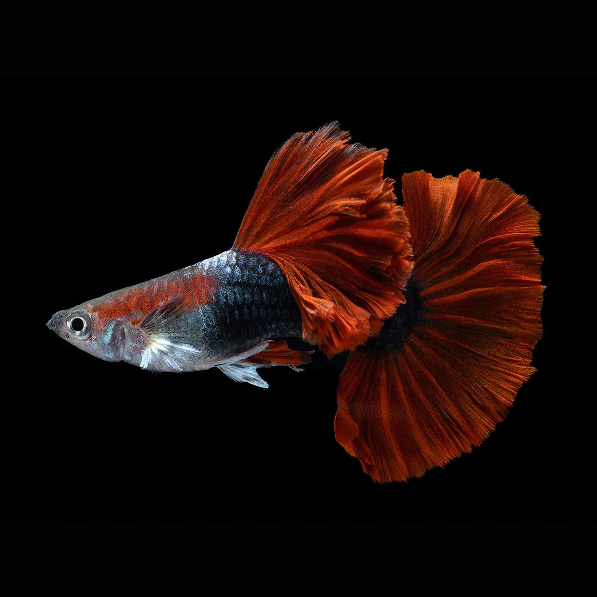 Half Black Red Rose Guppy Pair 3.5cm