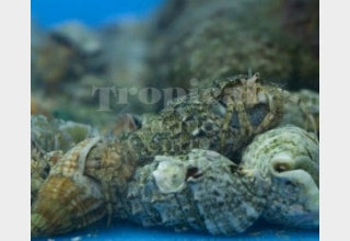 Hermit Crab