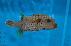 Dogface Puffer - Hush Puppy SML