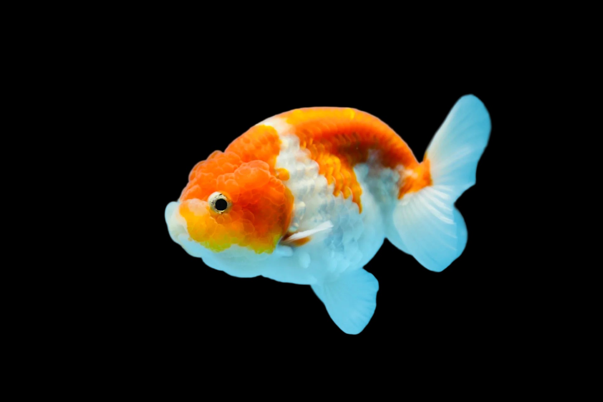 Sakura Ranchu 9cm GRADE A