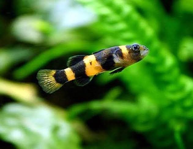 Bumble Bee Goby 2cm