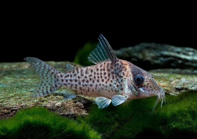 Corydoras Agassizii 4cm