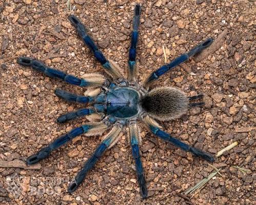 Socotra Island Blue Baboon Tarantula 1-2cm