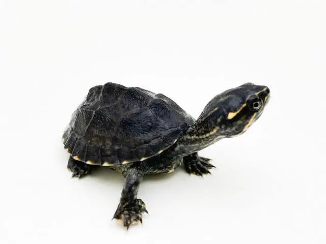 Musk Turtle CB25 - Collection Only