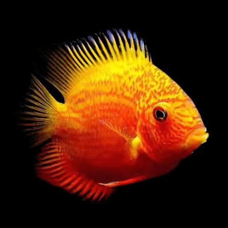 Red Spotted Gold Severum 5cm