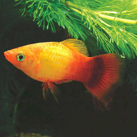 Sunset Platy 3.5cm