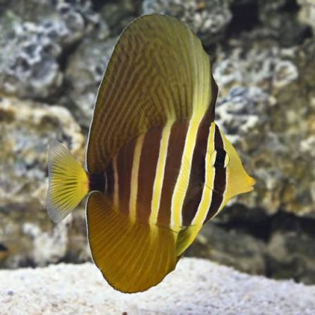 Sailfin Tang - Melanesia MED