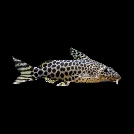 Synodontis Pardalis Catfish 5-6cm
