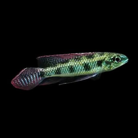 Chequerboard Cichlid 2-3cm