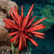 Red Pencil Urchin MED