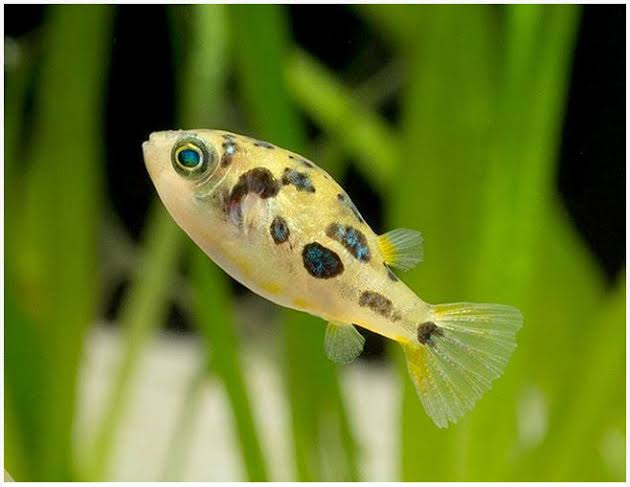 Pea Puffer 1cm