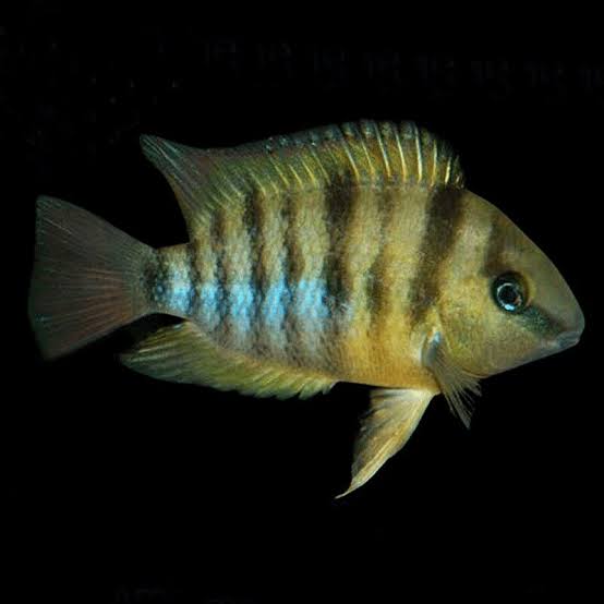 Cutters Cichlid 5cm