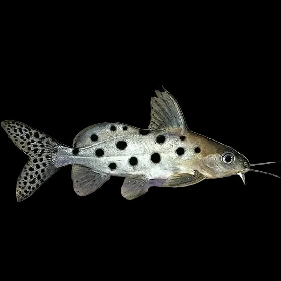 Synodontis Occelifer Catfish 6cm