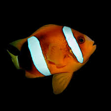 Clarkii Clownfish MED