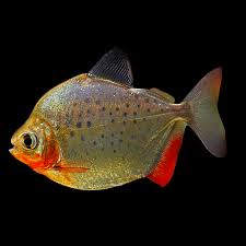 Spotted Silver Dollar 4cm