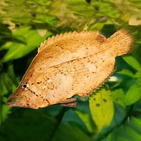 Amazon Leaf Fish 7cm