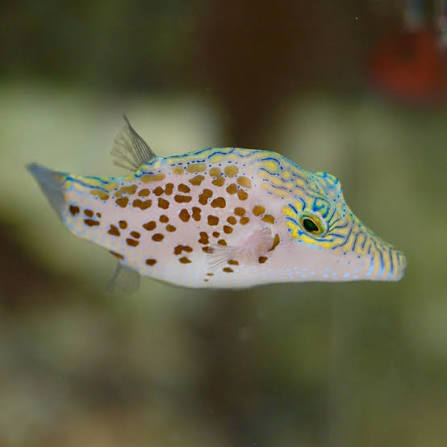 Leopard Pufferfish MED
