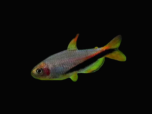 Black Arrow Tetra 2-3cm