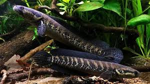 Africana Snakehead 15cm