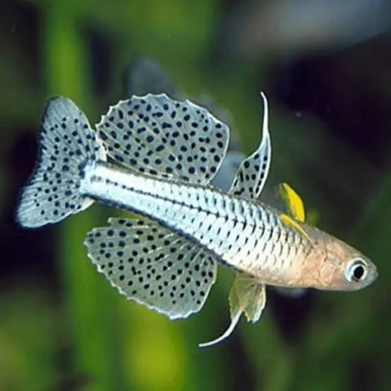 Gertrude's Spotted Blue-Eye Rainbowfish 2cm