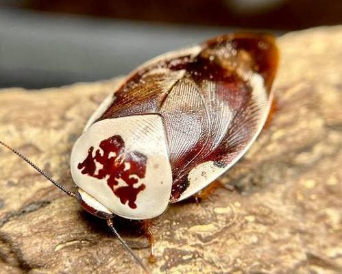 CB Centurion Cockroach