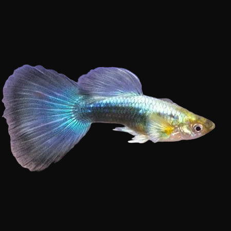 Turquoise Bluetail Guppy