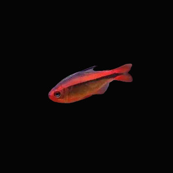 Fire Ant Tetra 2-3cm