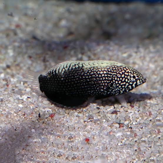 Black Leopard Wrasse MED