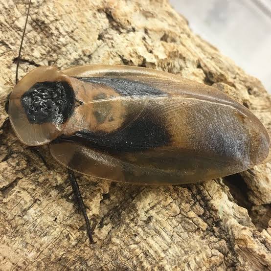 CB Death's Head Cockroach