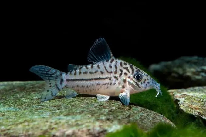 Corydoras Leopardus C102 5-6cm