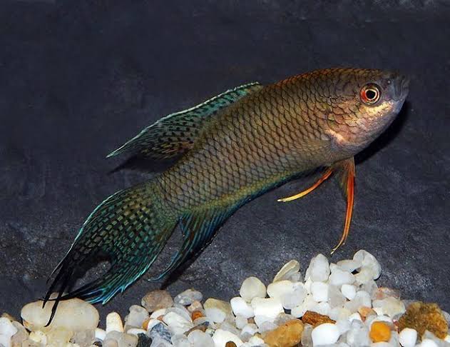 Black Paradise Fish 6cm - Tropical Supplies North East