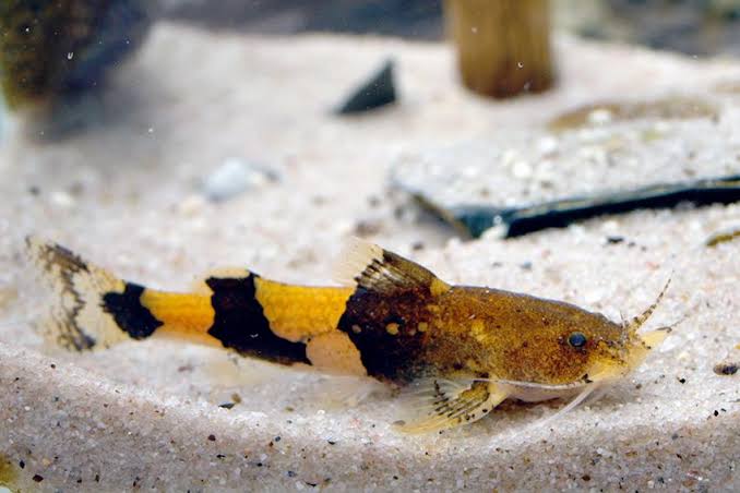 Orange-Banded Hillstream Catfish (akysis vespa) 5cm
