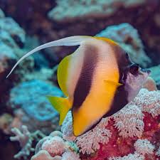 Heniochus Butterfly – Red Sea MED