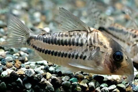 Corydoras Ornatus CW127 5-6cm