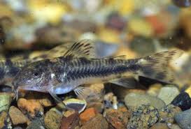 Raimund's Aspidoras 3cm