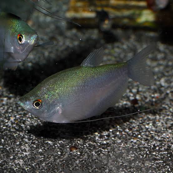 Moonlight Gourami 7cm