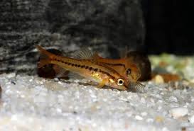 Burmese Pink Loach 2.5cm