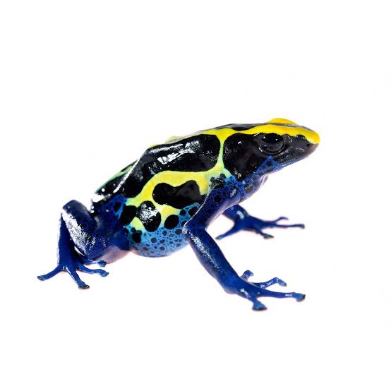 Dying Poison Arrow Frog "Cobalt" CB