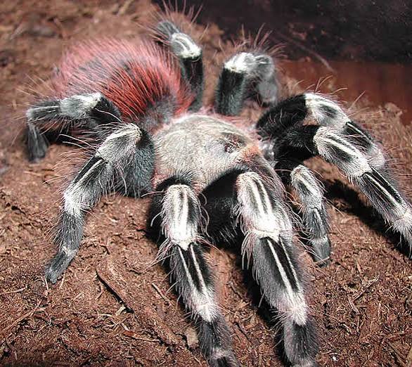 CB Brazilian Red And White Tarantula 3cm