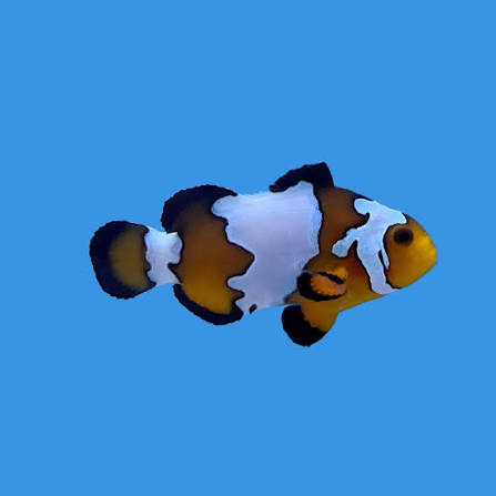 Snowflake Clownfish Pair MED