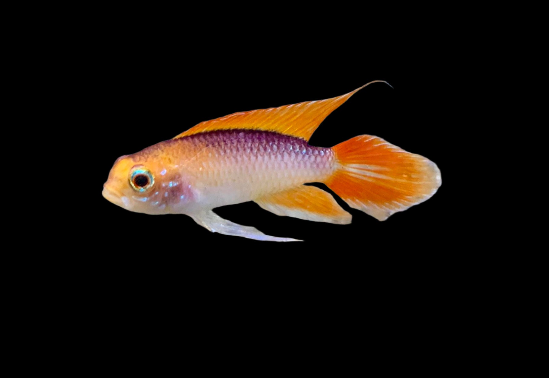 Apistogramma Cacatuoides Gold Red Pair 3-4cm