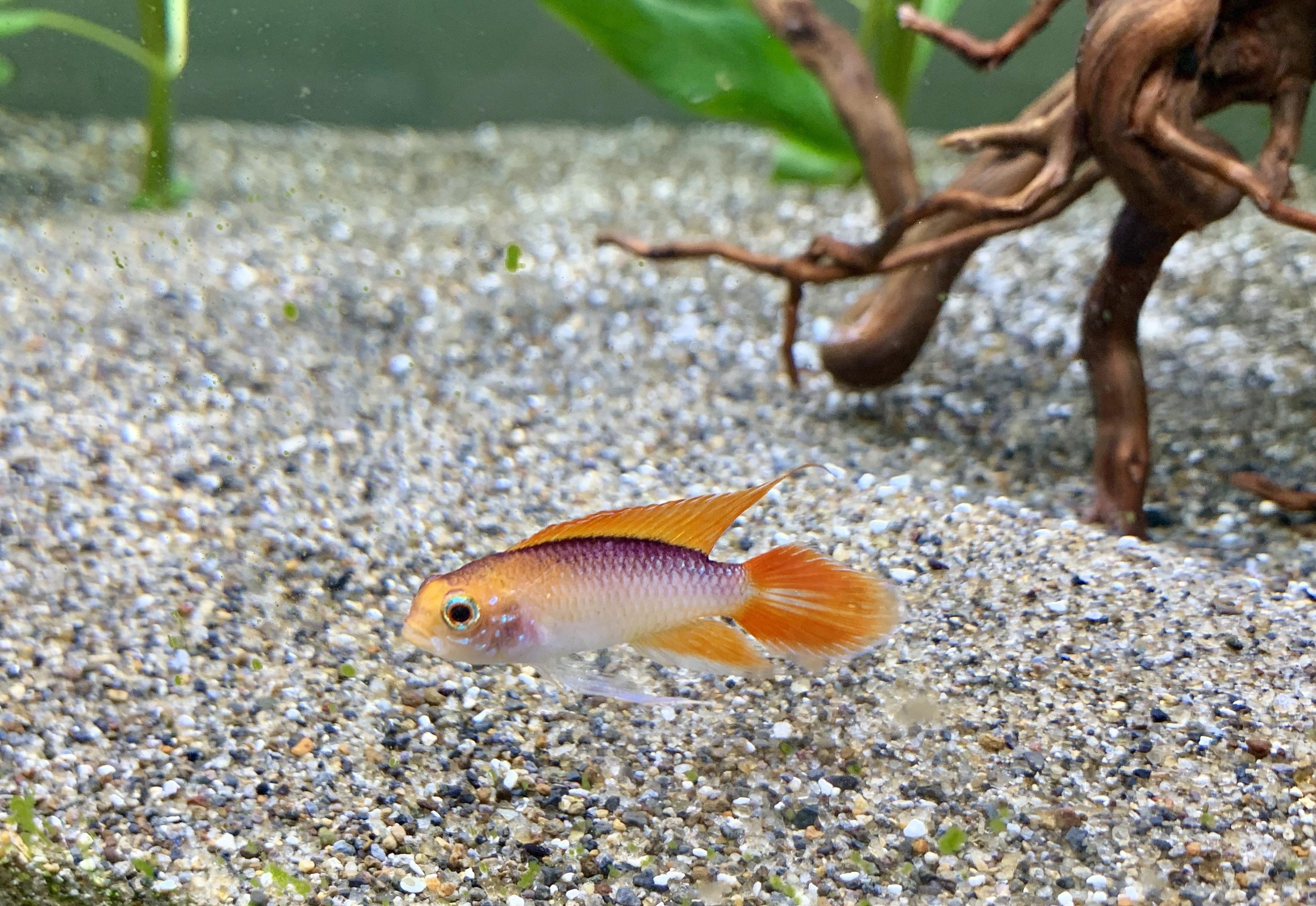 Apistogramma Cacatuoides Gold Red Pair 3-4cm