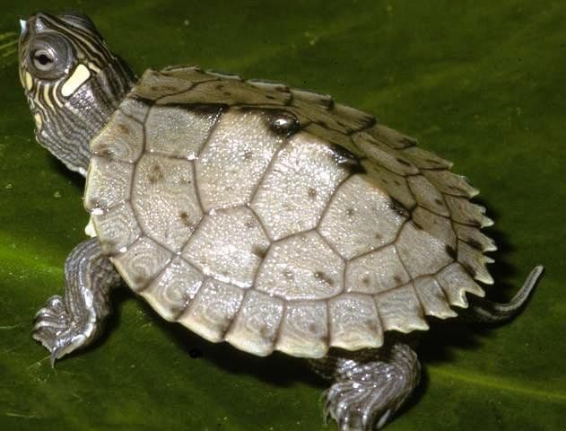 Map Turtle - Collection Only