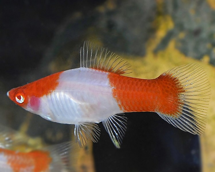 Red Eye Kohaku Swordtail 4cm