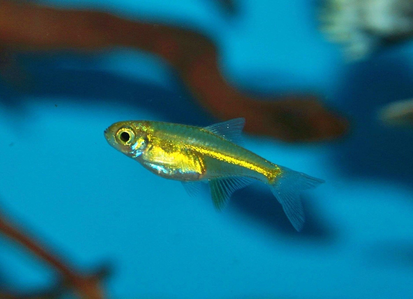 Burmese (Neon) Green Rasbora 2cm